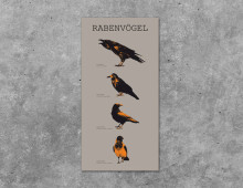 Rabenvögel Grafik Courier
